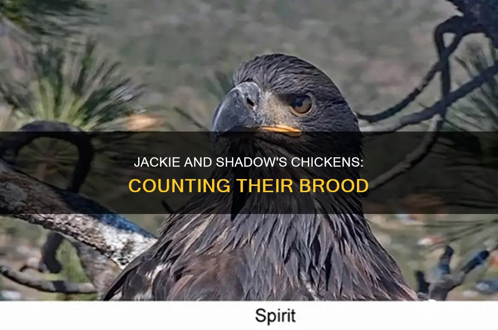 how many chicks have jackie and shadow had