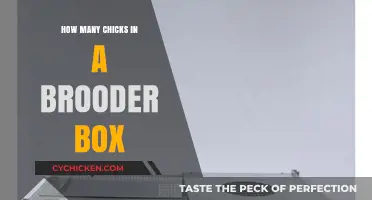 Optimal Brooder Box Capacity: How Many Chicks Can Fit Safely?