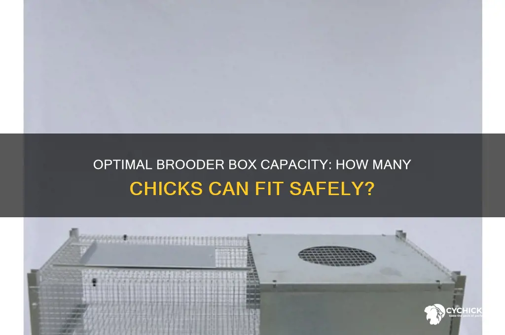 how many chicks in a brooder box