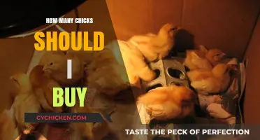 Choosing the Right Number of Chicks for Your Flock: A Guide
