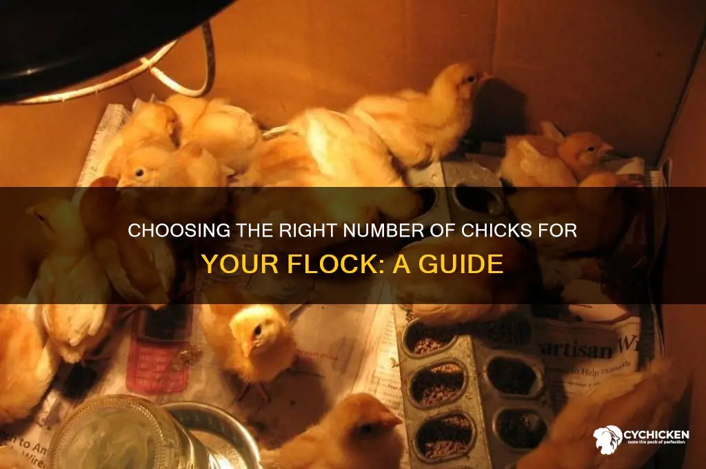 how many chicks should i buy