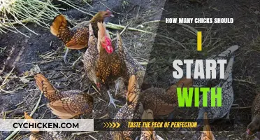 Starting Your Flock: Choosing the Ideal Number of Chicks for Beginners