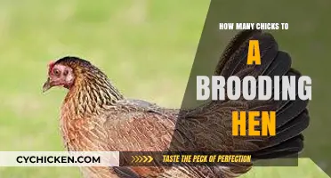 Optimal Chick-to-Hen Ratio: Brooding Success for Happy, Healthy Chicks