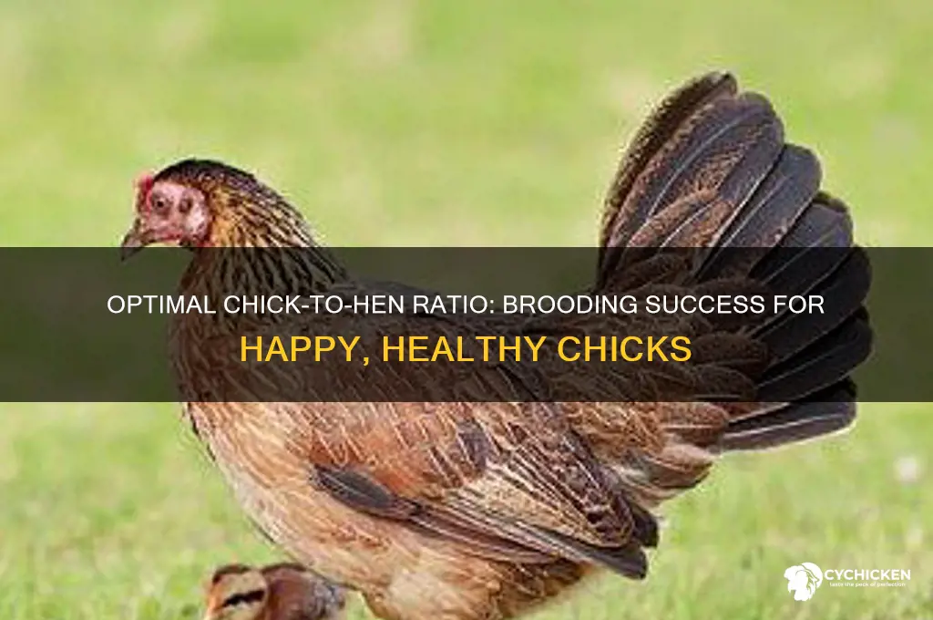 how many chicks to a brooding hen