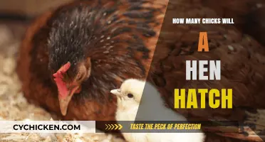 How Many Chicks Can a Hen Hatch: A Complete Guide
