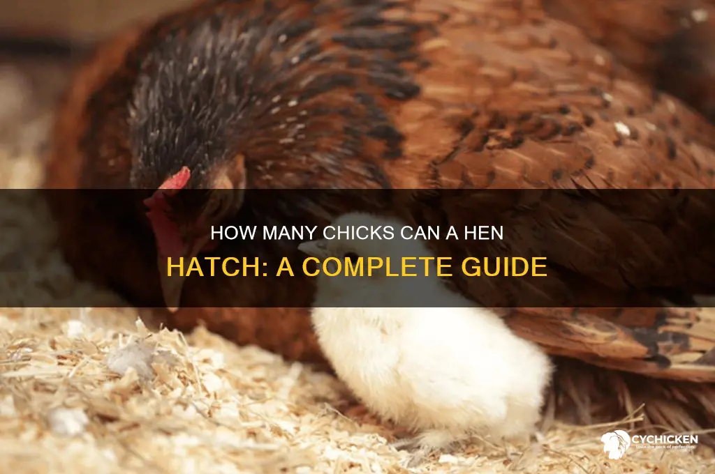 how many chicks will a hen hatch