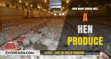 Understanding a Hen's Egg-Laying Capacity: Chick Production Insights