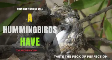Hummingbird Nesting Secrets: Average Clutch Size and Chick Development