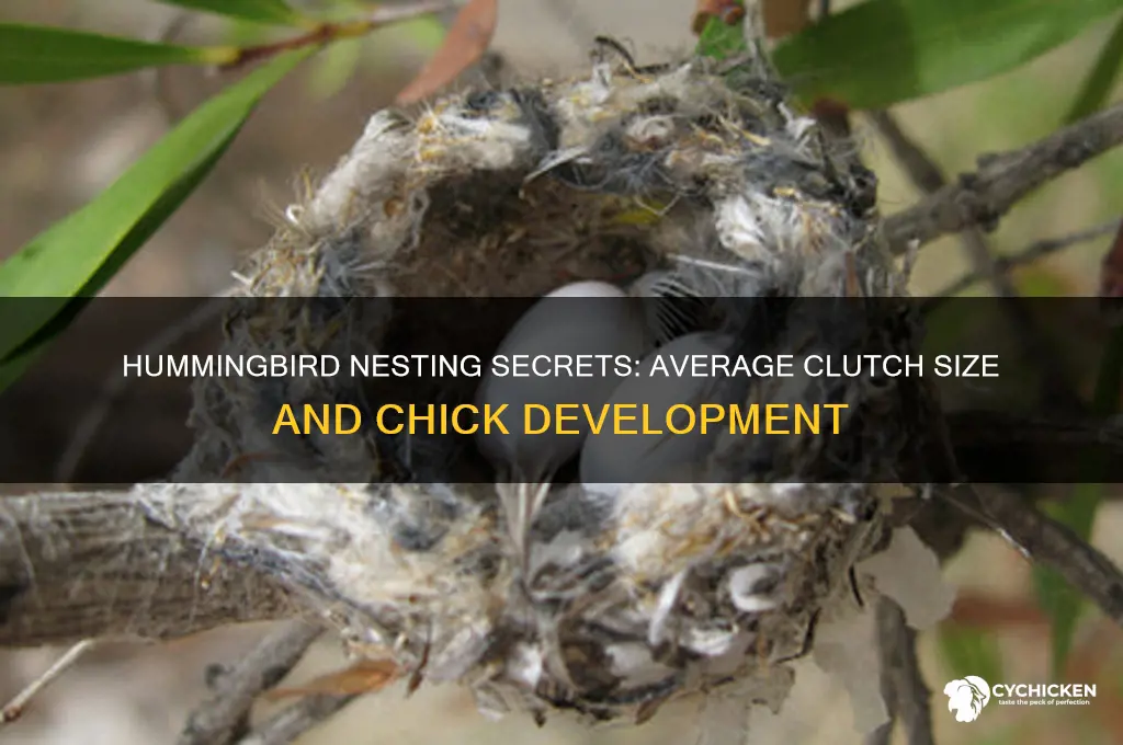 how many chicks will a hummingbirds have