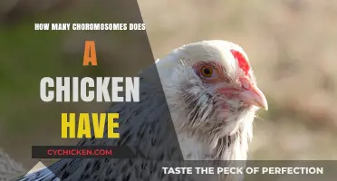 Unraveling the Genetic Mystery: How Many Chromosomes Does a Chicken Have?