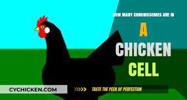 Chicken Cell Biology: Chromosome Count