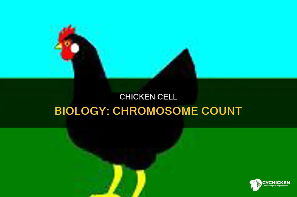 how many chromosomes are in a chicken cell