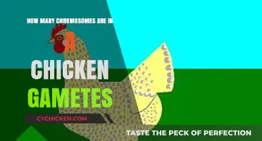 Chicken Gametes: Chromosome Count Secrets