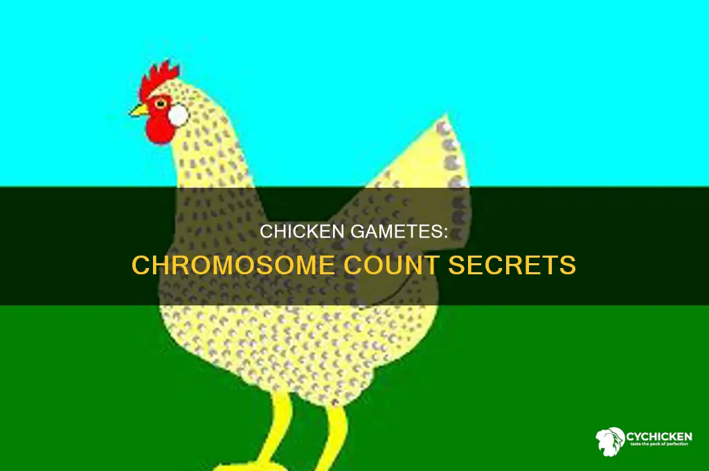 how many chromosomes are in a chicken gametes