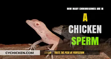 Chicken Sperm: Chromosome Count and Fertility