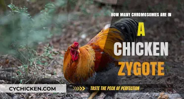 Chromosome Count in Chicken Zygotes: Unveiling the Mystery