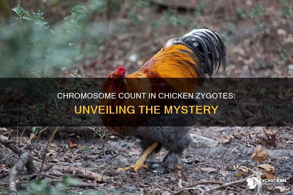 how many chromosomes are in a chicken zygote