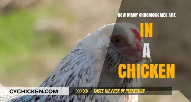Unveiling the Genetic Blueprint: Chromosome Count in Chickens Explained