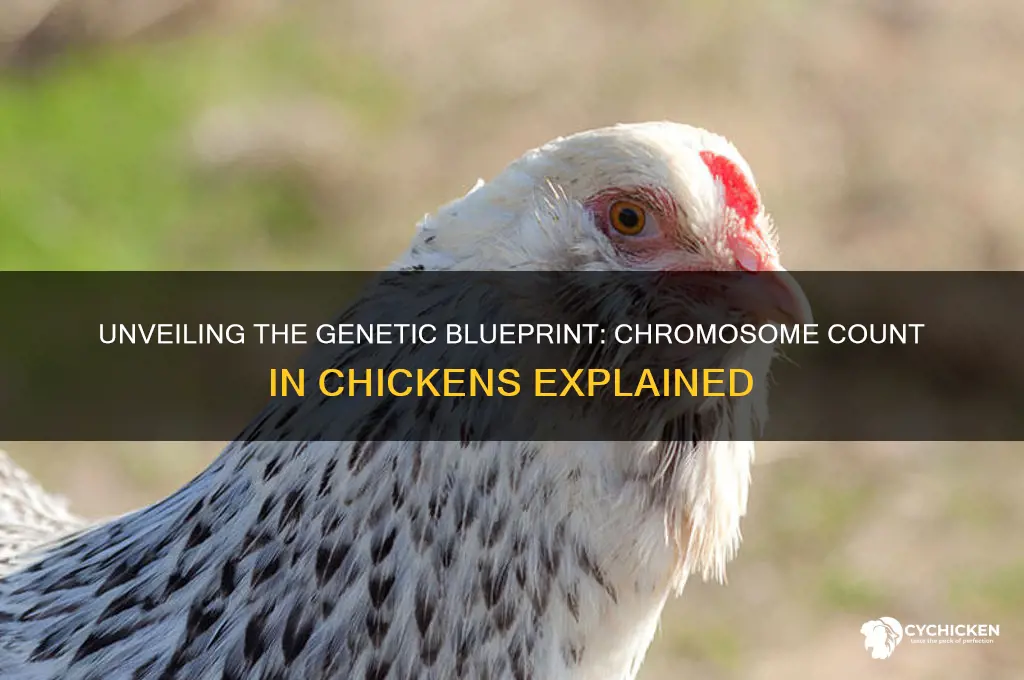 how many chromosomes are in a chicken
