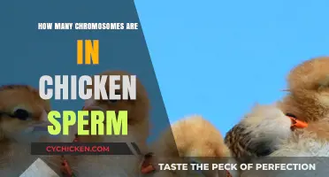 Unveiling the Chromosome Count in Chicken Sperm: A Detailed Look