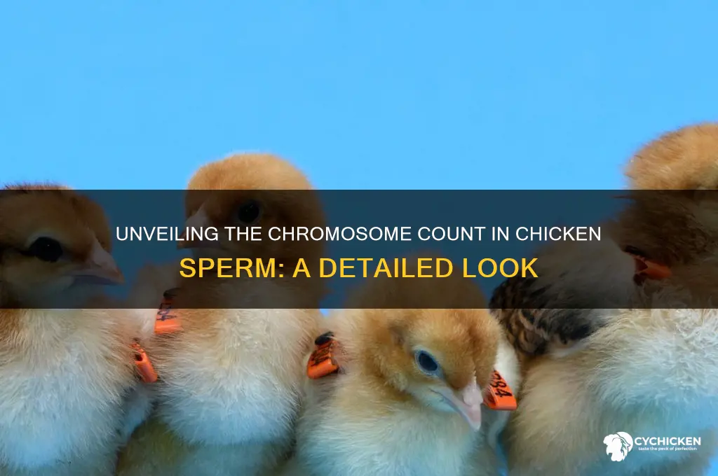 how many chromosomes are in chicken sperm