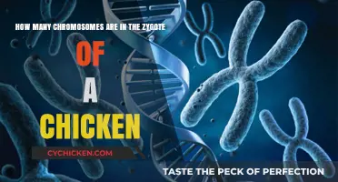 Chromosome Count in Chicken Zygotes: Unveiling the Mystery