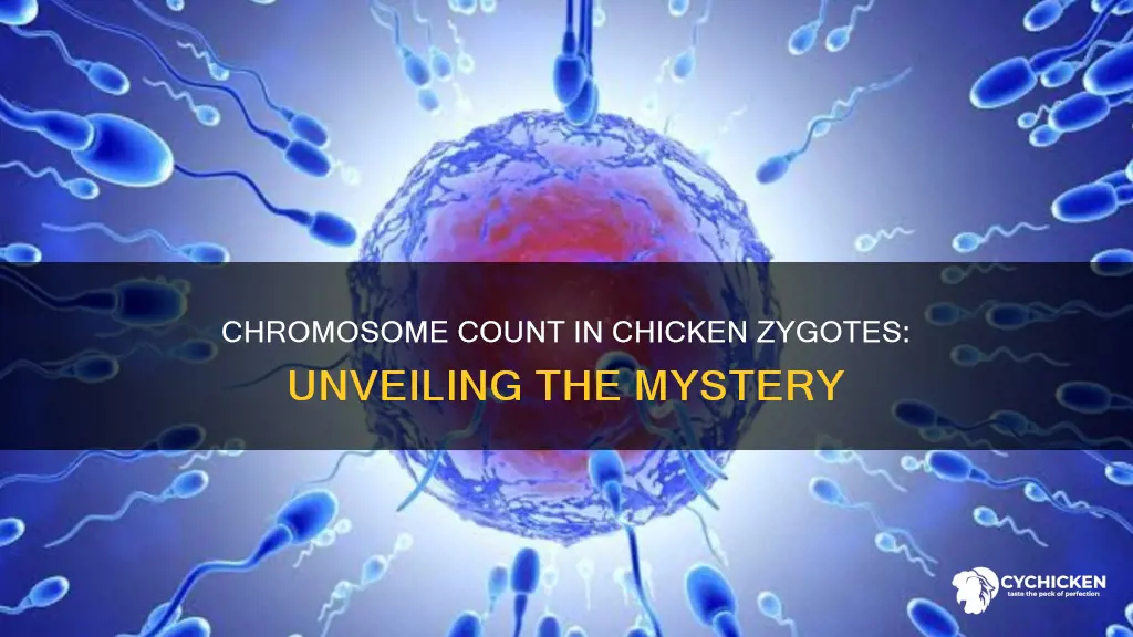 how many chromosomes are in the zygote of a chicken