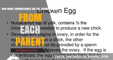 Chromosome Inheritance in Chickens