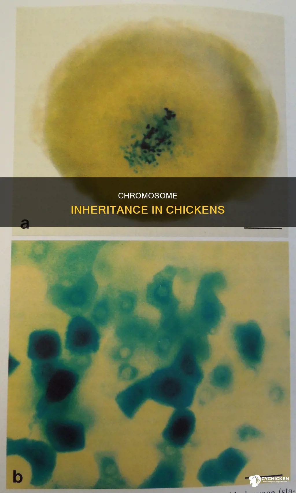how many chromosomes did the chicken inherit from each parent