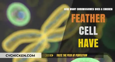 Chicken Feather Cells: Chromosome Count