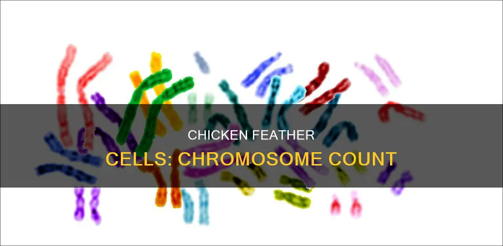 how many chromosomes does a chicken feather cell have