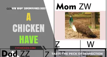 Unraveling the Genetic Mystery: How Many Chromosomes Does a Chicken Have?