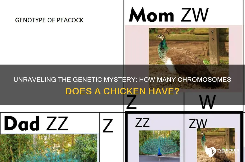 how many chromosomes does a chicken have
