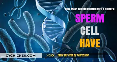 Chromosome Mystery: Chicken Sperm Cell Count