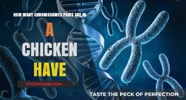 Chicken Chromosome Mystery: How Many Pairs?