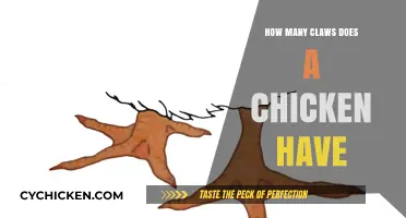 Unveiling the Truth: How Many Claws Does a Chicken Possess?