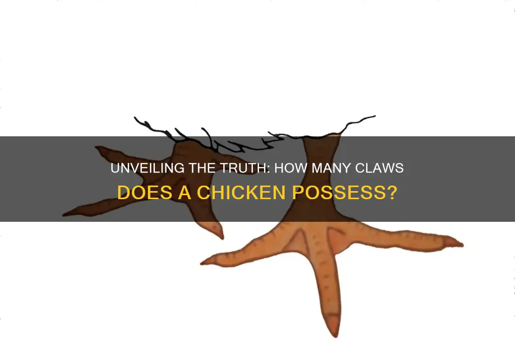 how many claws does a chicken have
