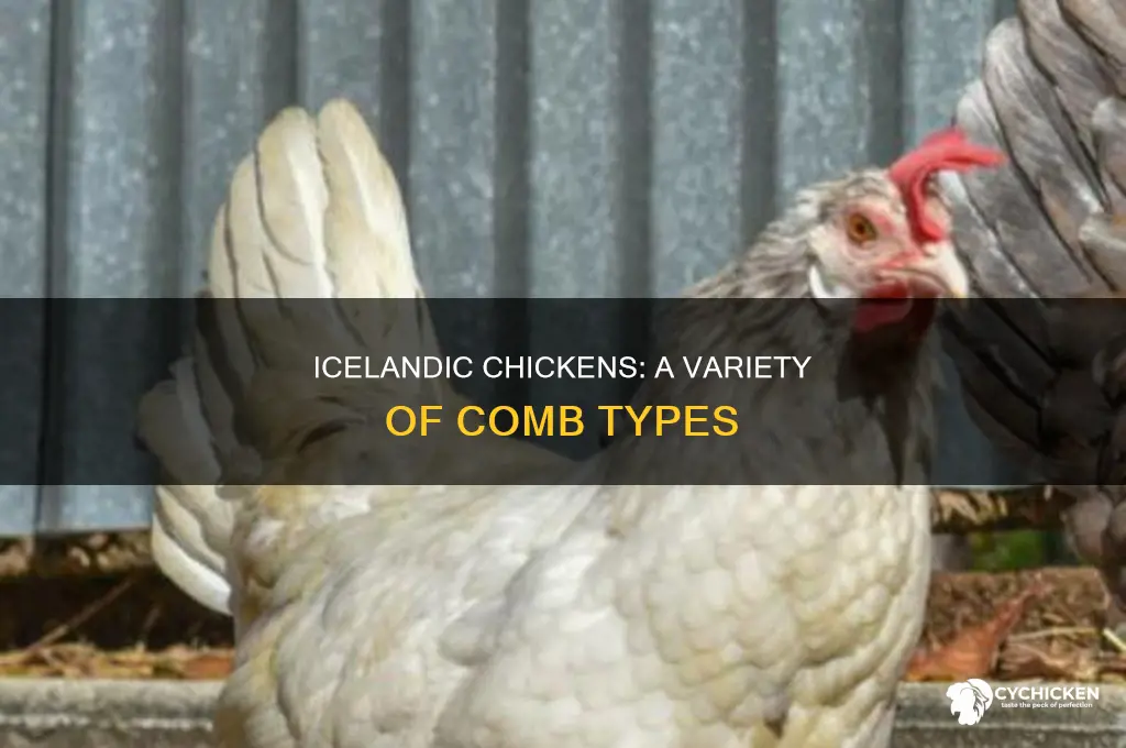 how many comb type do icelandic chicken have