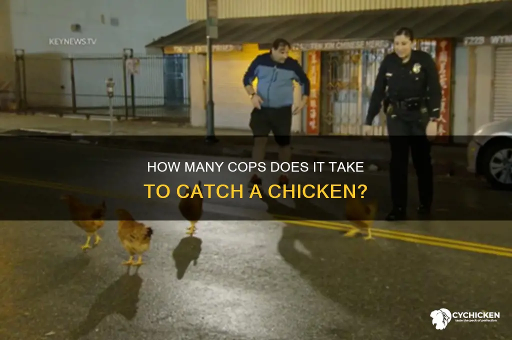 how many cops to catch a chicken