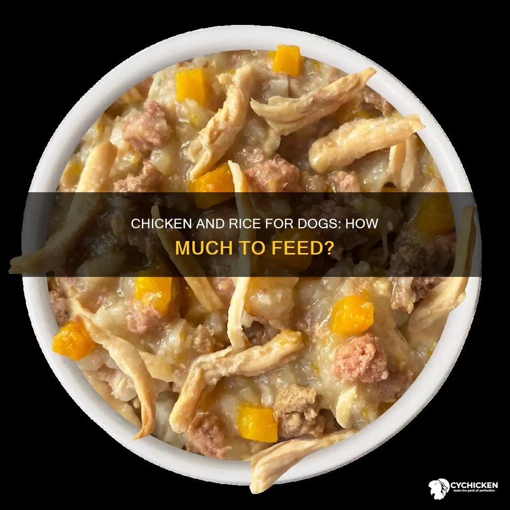 how many cups of chicken and rice for dog