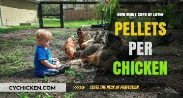 Layer Pellets: How Much to Feed Your Chickens?