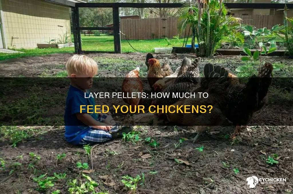 how many cups of layer pellets per chicken
