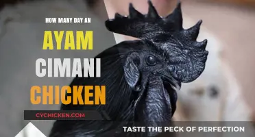 Ayam Cemani Chicken Lifespan: Understanding Their Average Days Alive