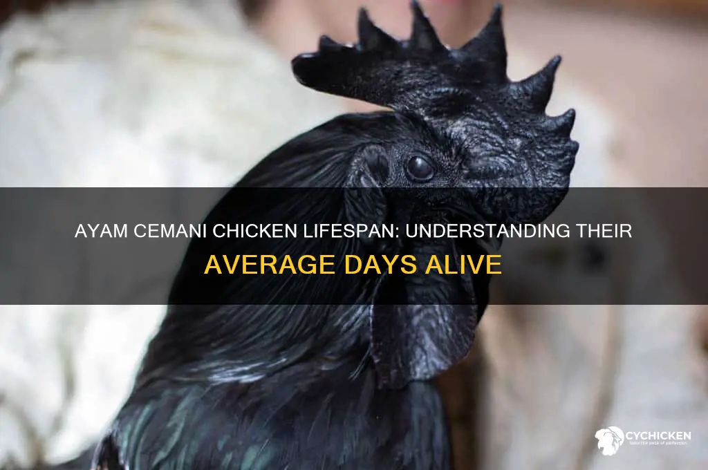 how many day an ayam cimani chicken