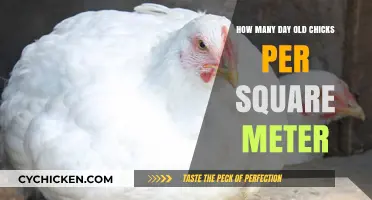 Chicks' Comfort: Square Meter Space for Day-Old Chicks