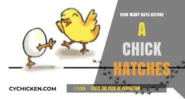 Incubation Timeline: When Will Your Chick Hatch from the Egg?