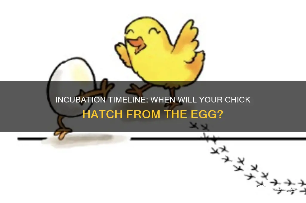 how many days before a chick hatches