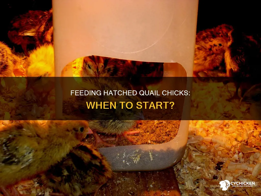 how many days before hatched quail chick needs food