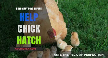 When Will Your Chick Hatch? A Guide to Incubation Timing