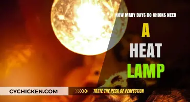 Chicks' Heat Lamp: How Long Is It Needed?